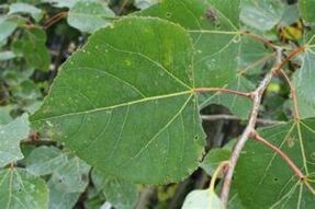 Ang paggamit ng aspen upang mapahusay ang potency