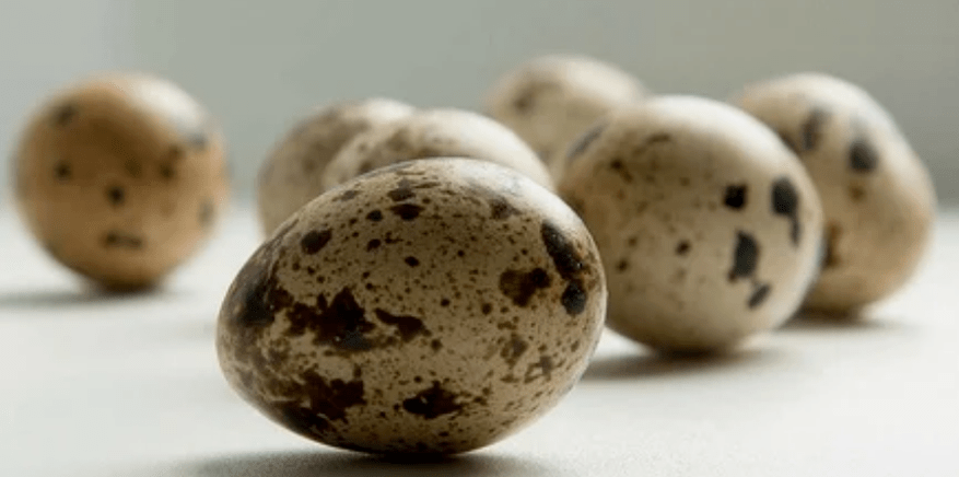 Quail egg para sa potency